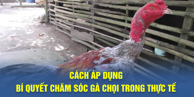 Cách áp dụng bí quyết chăm sóc gà chọi trong thực tế